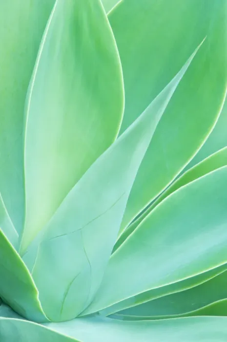 Framed Print : Agave (Agave sp. ) leaf close-up detail. Maui, Hawaii, February