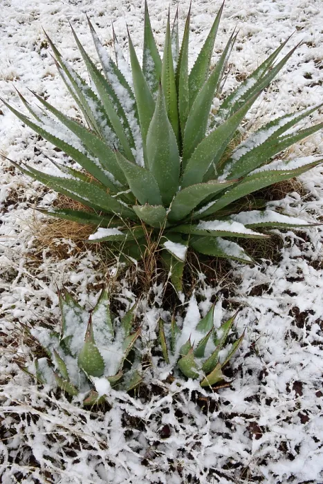 Framed Print : Agave (Agave sp.) plants covered in snow, Los Ojos Ranch, Sonora, Mexico