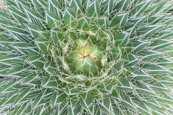 Agave cactus close up abstract (Agave sp) Botanical Garden, San Miguel de Allende, Mexico