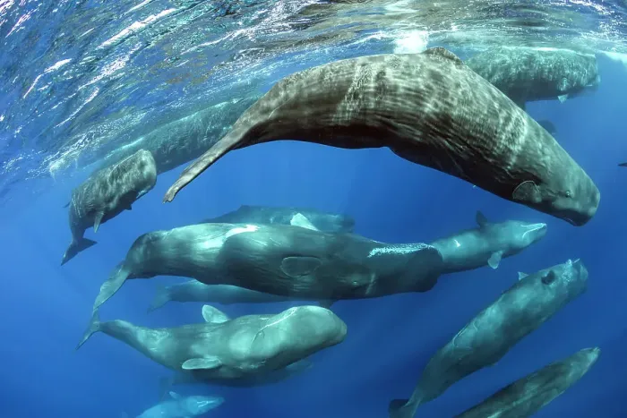 Framed Print : Aggregation of Sperm whales (Physeter macrocephalus) several females swim after a few males, Dominica, Caribbean Sea, Atlantic Ocean. Photo taken under permit. February Framed Print : Aggregation of Sperm whales (Physeter macrocephalus) several females swim after a few males, Dominica, Caribbean Sea, Atlantic Ocean. Photo taken under permit. February