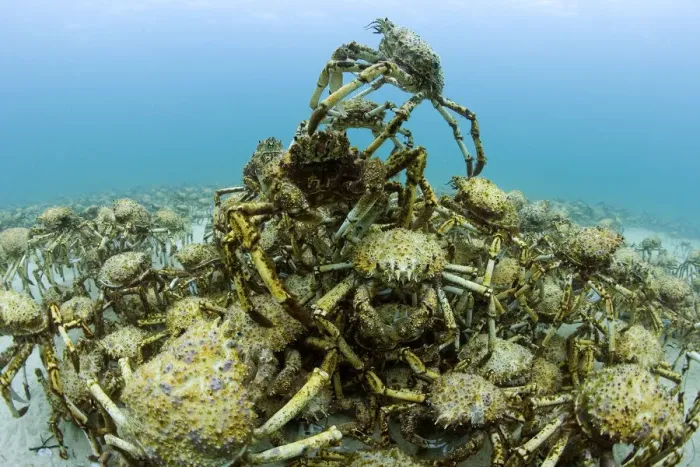 Framed Print : Aggregation of thousands of moulting Spider crabs (Leptomithrax gaimardii) Framed Print : Aggregation of thousands of moulting Spider crabs (Leptomithrax gaimardii)