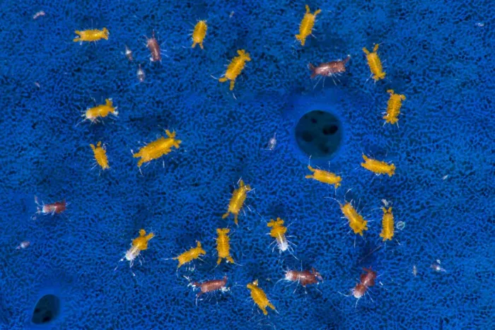 Framed Print : Aggregation of tiny isopods (Santia sp. ) living on the surface of a Blue sponge (Haliclona sp Framed Print : Aggregation of tiny isopods (Santia sp. ) living on the surface of a Blue sponge (Haliclona sp
