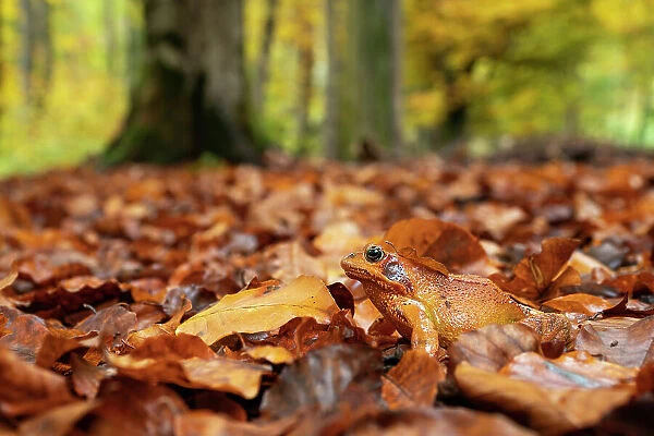 Agile frog (Rana dalmatina) sitting in autumn leaves on forest floor, Upper Bavaria, Germany. October