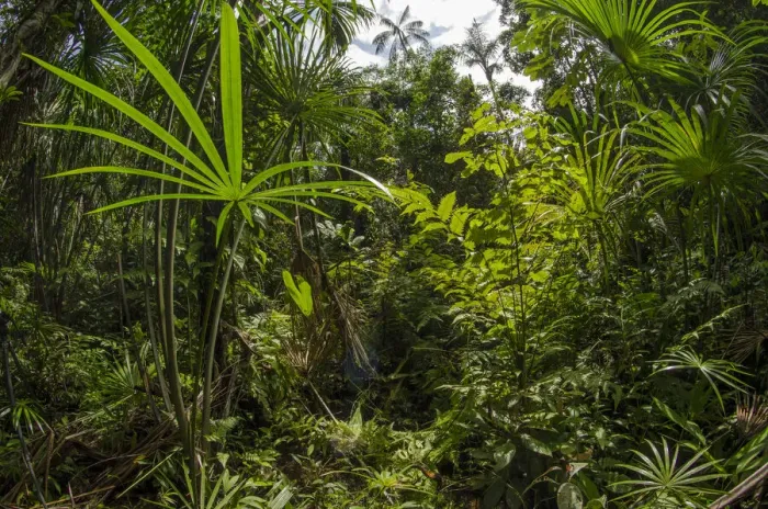 Framed Print : Aguaje palm swamp (Mauritia flexuosa) Maijuna Indigenous Community, Rainforest, Sucusari Framed Print : Aguaje palm swamp (Mauritia flexuosa) Maijuna Indigenous Community, Rainforest, Sucusari