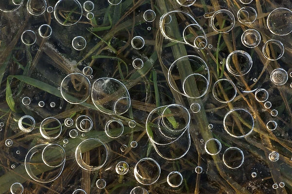 Air bubbles trapped below the surface of an ice covered body of water, with grass below