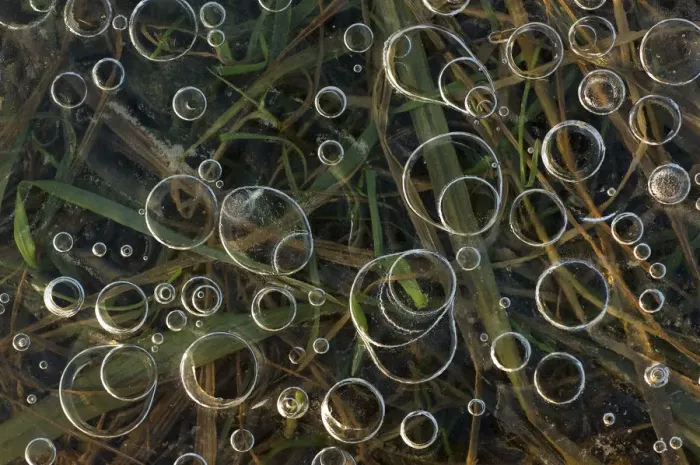 Framed Print : Air bubbles trapped below the surface of an ice covered body of water, with grass below Framed Print : Air bubbles trapped below the surface of an ice covered body of water, with grass below