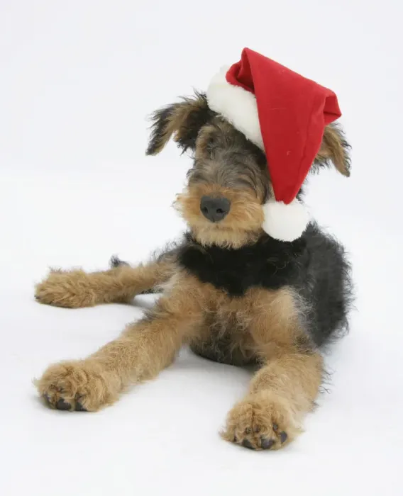 Framed Print : Airdale Terrier bitch puppy, Molly, 3 months old, wearing a Father Christmas hat Framed Print : Airdale Terrier bitch puppy, Molly, 3 months old, wearing a Father Christmas hat