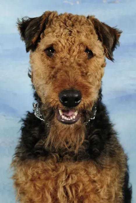 Framed Print : Airdale terrier head portrait, sitting and panting Framed Print : Airdale terrier head portrait, sitting and panting