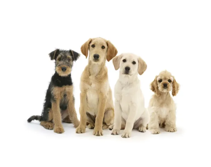 Framed Print : Airedale Terrier bitch pup, Molly, 3 months, Labradoodle pup, Maddy, Yellow Labrador Retriever pup Framed Print : Airedale Terrier bitch pup, Molly, 3 months, Labradoodle pup, Maddy, Yellow Labrador Retriever pup