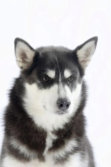 Framed Print : Alaskan Malamute portrait of blue coated adult Framed Print : Alaskan Malamute portrait of blue coated adult