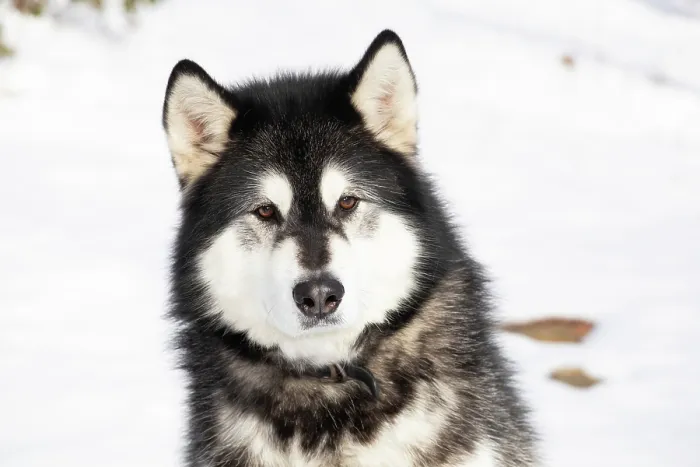 Framed Print : Alaskan malamute in snow, portrait, Wales, Massachusetts, USA. February Framed Print : Alaskan malamute in snow, portrait, Wales, Massachusetts, USA. February