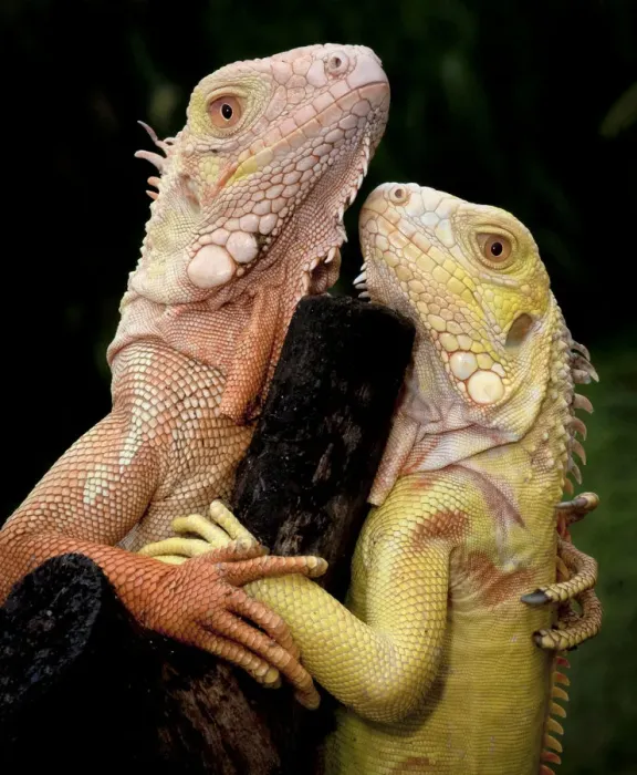 Framed Print : Albino Common Iguana (Iguana iguana) captive pair from Tom Crutchfields collection Framed Print : Albino Common Iguana (Iguana iguana) captive pair from Tom Crutchfields collection