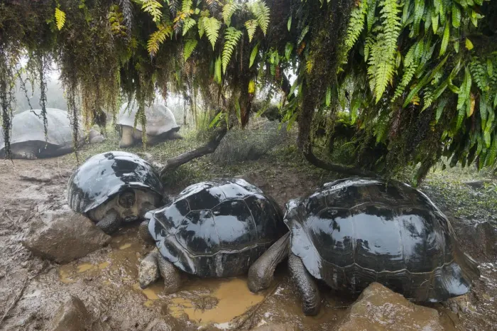 Framed Print : Alcedo Galapagos tortoise (Chelonoidis nigra vandenburghi) group wallowing in mud Framed Print : Alcedo Galapagos tortoise (Chelonoidis nigra vandenburghi) group wallowing in mud