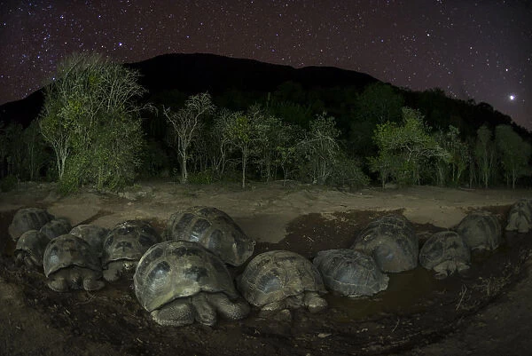 Alcedo giant tortoise (Chelonoidis vandenburghi) group resting in water at night