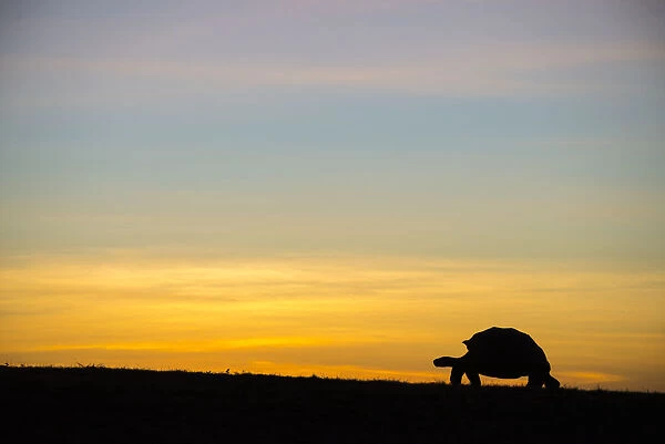 Alcedo giant tortoise (Chelonoidis vandenburghi) silhouetted at sunrise, Alcedo Volcano