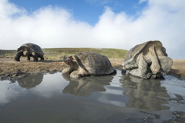 Alcedo giant tortoise (Chelonoidis vandenburghi) pair mating in shallow pool, with