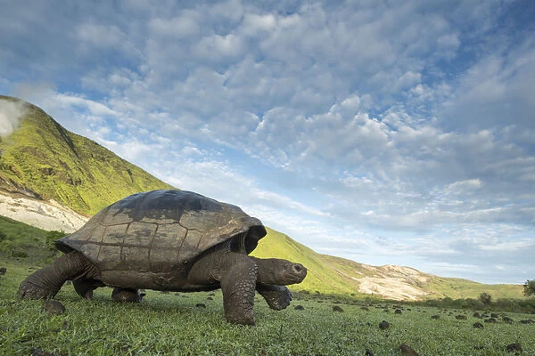 Alcedo giant tortoise (Chelonoidis vandenburghi) walking, Alcedo Volcano, Isabela Island