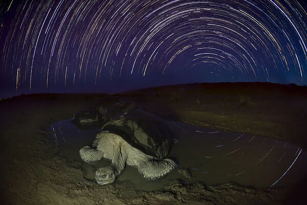 Alcedo giant tortoise (Chelonoidis vandenburghi) in water at night, star trails in