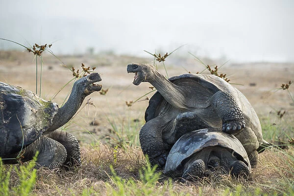 Alcedo giant tortoise (Chelonoidis vandenburghi) male mating with female while squabbling
