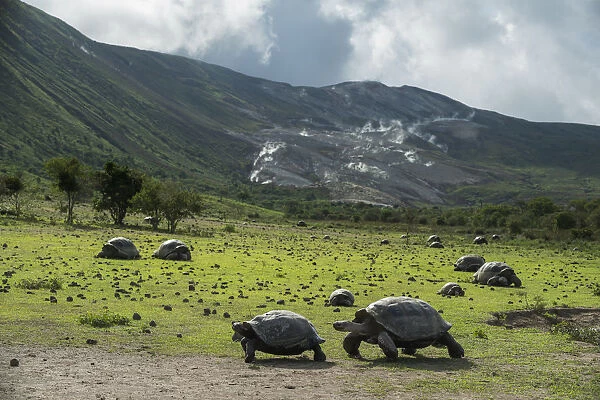 Volcan Alcedo Giant Tortoise #4 by Tui De Roy