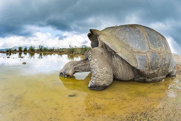 Alcedo giant tortoise (Chelonoidis vandenburghi) drinking, Alcedo Volcano, Isabela Island