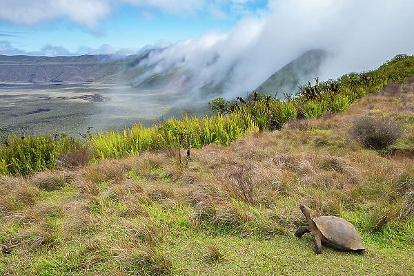 Alcedo giant tortoise (Chelonoidis vandenburghi) walking around caldera rim with fog rolling in during dry season, Alcedo Volcano, Isabela Island, Galapagos Islands, Ecuador