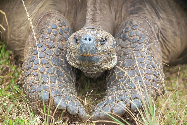 Alcedo giant tortoise (Chelonoidis vandenburghi) resting during dry season, Alcedo Volcano, Isabela Island, Galapagos, Ecuador