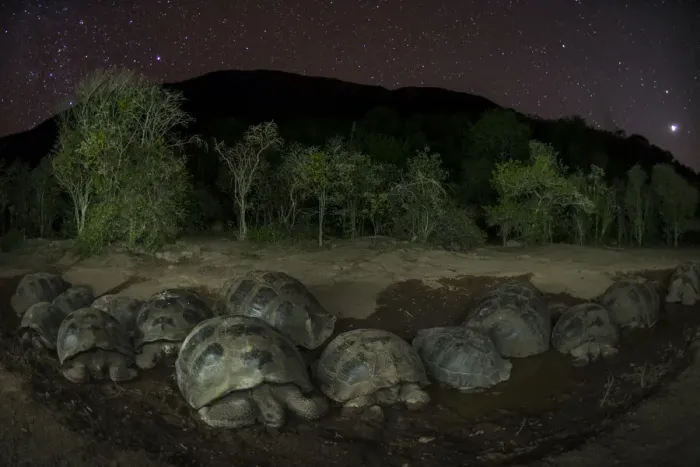 Framed Print : Alcedo giant tortoise (Chelonoidis vandenburghi) group resting in water at night Framed Print : Alcedo giant tortoise (Chelonoidis vandenburghi) group resting in water at night