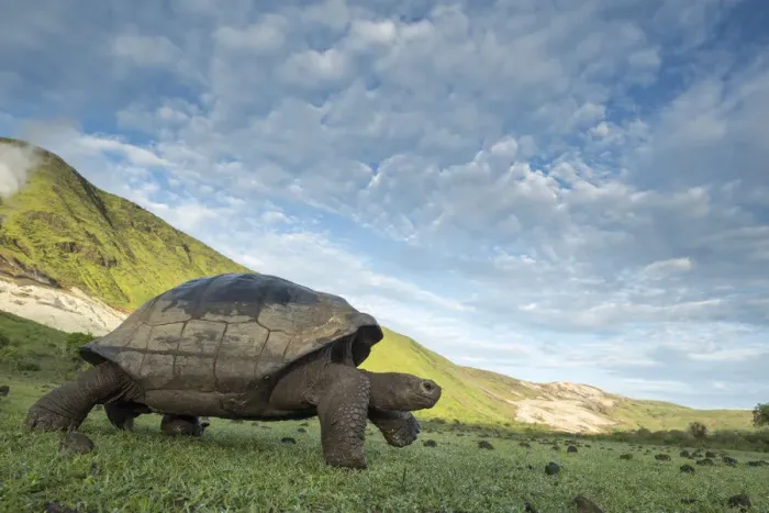 Framed Print : Alcedo giant tortoise (Chelonoidis vandenburghi) walking, Alcedo Volcano, Isabela Island Framed Print : Alcedo giant tortoise (Chelonoidis vandenburghi) walking, Alcedo Volcano, Isabela Island