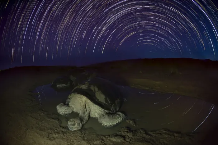Framed Print : Alcedo giant tortoise (Chelonoidis vandenburghi) in water at night, star trails in Framed Print : Alcedo giant tortoise (Chelonoidis vandenburghi) in water at night, star trails in