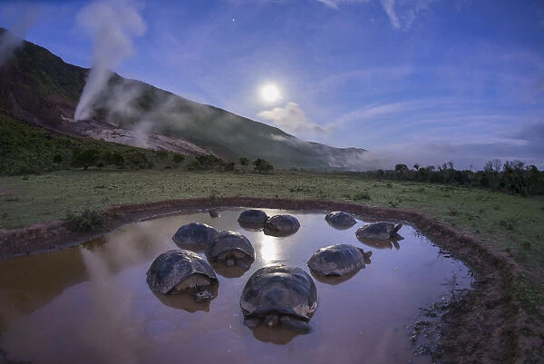 Alcedo giant tortoises (Chelonoidis vandenburghi) group resting in water to keep cool