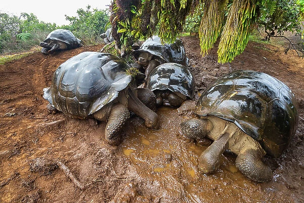 Alcedo giant tortoises (Chelonoidis vandenburghi) drinking from fog-drip puddles under mossy trees on caldera rim during dry season, Alcedo Volcano, Isabela Island, Galapagos Islands, Ecuador
