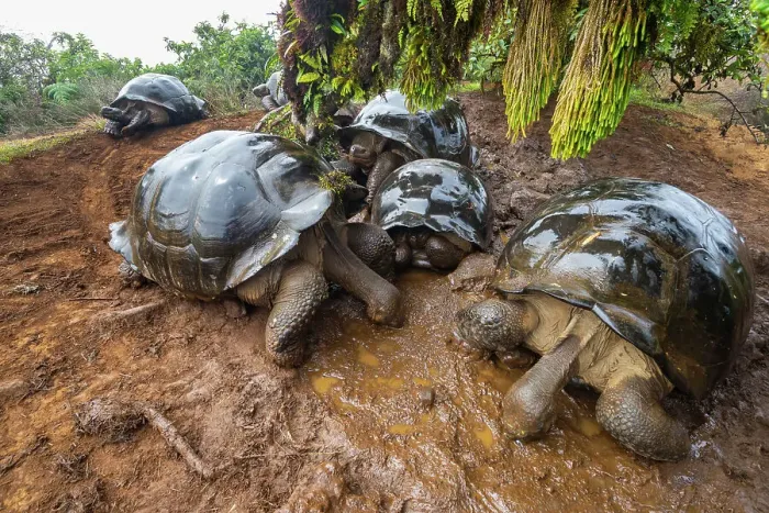 Framed Print : Alcedo giant tortoises (Chelonoidis vandenburghi) drinking from fog-drip puddles under mossy trees on caldera rim during dry season, Alcedo Volcano, Isabela Island, Galapagos Islands, Ecuador Framed Print : Alcedo giant tortoises (Chelonoidis vandenburghi) drinking from fog-drip puddles under mossy trees on caldera rim during dry season, Alcedo Volcano, Isabela Island, Galapagos Islands, Ecuador