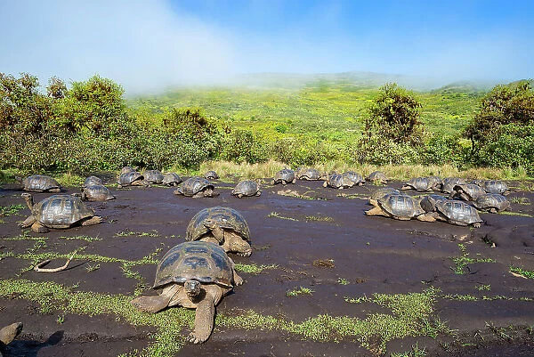 Alcedo giant tortoises (Chelonoidis vandenburghi) gathering together to drink from drizzle puddles on flat lava during dry season, Alcedo Volcano, Isabela Island, Galapagos Islands, Ecuador