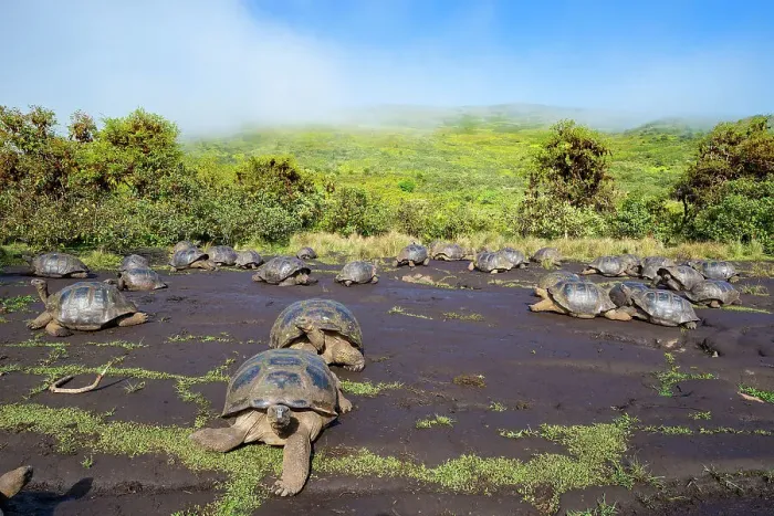 Framed Print : Alcedo giant tortoises (Chelonoidis vandenburghi) gathering together to drink from drizzle puddles on flat lava during dry season, Alcedo Volcano, Isabela Island, Galapagos Islands, Ecuador Framed Print : Alcedo giant tortoises (Chelonoidis vandenburghi) gathering together to drink from drizzle puddles on flat lava during dry season, Alcedo Volcano, Isabela Island, Galapagos Islands, Ecuador