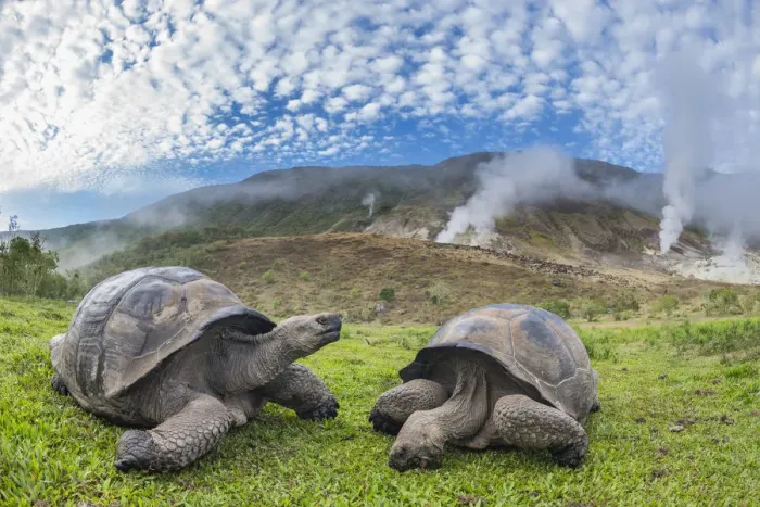 Framed Print : Alcedo giant tortoises (Chelonoidis vandenburghi) and volcanic landscape with fumeroles Framed Print : Alcedo giant tortoises (Chelonoidis vandenburghi) and volcanic landscape with fumeroles