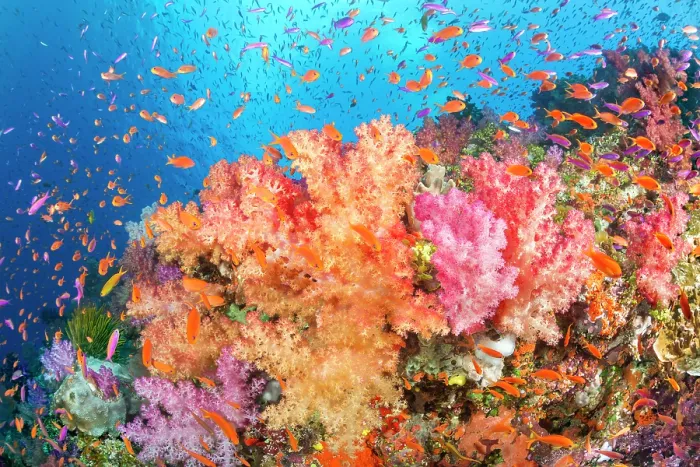 Framed Print : Alconarian coral with schooling Anthias on coral reef, Fiji, Pacific Ocean
