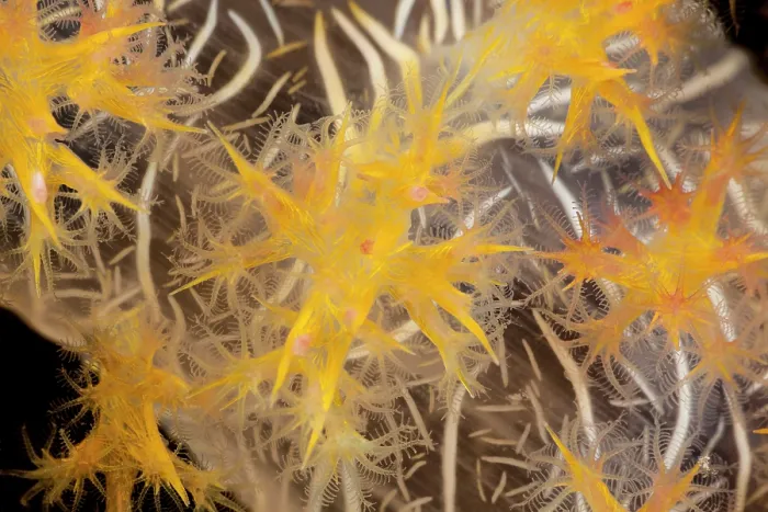 Framed Print : Alcyonarian soft coral (Dendroephthya sp.) polyps feeding, Fiji, Pacific Ocean Framed Print : Alcyonarian soft coral (Dendroephthya sp.) polyps feeding, Fiji, Pacific Ocean