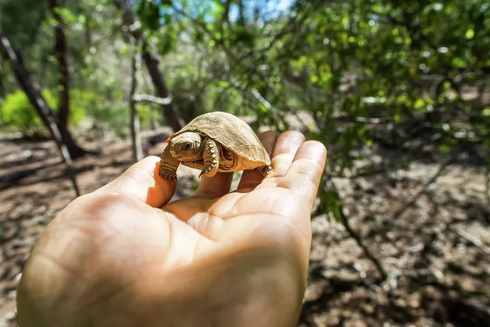 Framed Print : Aldabra giant tortoise (Aldabrachelys gigantea) hatchling in the palm of a hand, Aldabra Atoll, Seychelles Framed Print : Aldabra giant tortoise (Aldabrachelys gigantea) hatchling in the palm of a hand, Aldabra Atoll, Seychelles