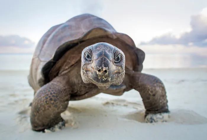 Framed Print : Aldabra giant tortoise (Aldabrachelys gigantea) walking on sandy beach, Aldabra Atoll, Seychelles Framed Print : Aldabra giant tortoise (Aldabrachelys gigantea) walking on sandy beach, Aldabra Atoll, Seychelles