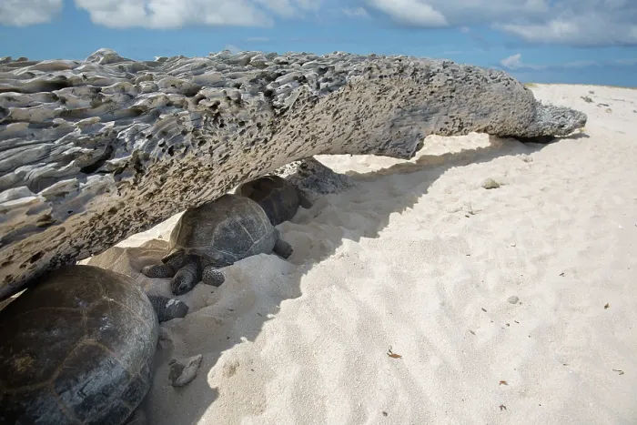 Framed Print : Aldabra giant tortoises (Aldabrachelys gigantea) sheltering from the sun under a washed up tree trunk, Cinq Case, Aldabra Atoll, Seychelles Framed Print : Aldabra giant tortoises (Aldabrachelys gigantea) sheltering from the sun under a washed up tree trunk, Cinq Case, Aldabra Atoll, Seychelles