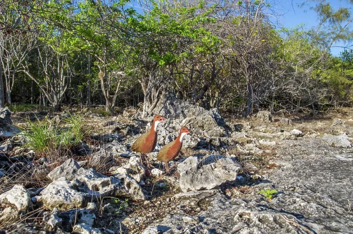 Framed Print : Aldabra rails (Dryolimnas cuvieri aldabranus) pair calling, announcing their territory, Aldabra Atoll, Seychelles Framed Print : Aldabra rails (Dryolimnas cuvieri aldabranus) pair calling, announcing their territory, Aldabra Atoll, Seychelles