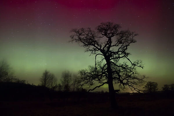 Alder (Alnus glutinosa) tree silhouetted by a display of Aurora borealis in the night sky, Cairngorms National Park, Scotland, UK. February