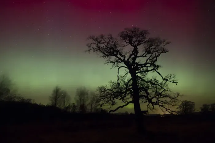 Framed Print : Alder (Alnus glutinosa) tree silhouetted by a display of Aurora borealis in the night sky, Cairngorms National Park, Scotland, UK. February Framed Print : Alder (Alnus glutinosa) tree silhouetted by a display of Aurora borealis in the night sky, Cairngorms National Park, Scotland, UK. February