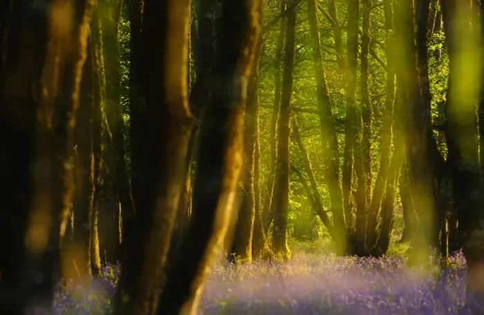Framed Print : Alder (Alnus glutinosa) wood with bluebells (Hyacinthoides non-scripta) Multiple exposure Framed Print : Alder (Alnus glutinosa) wood with bluebells (Hyacinthoides non-scripta) Multiple exposure