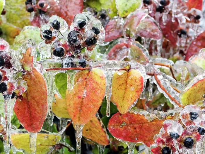 Framed Print : Alder buckthorn (Frangula alnus) berries and foliage covered by a thick layer of frost, Ovada, Italy. December Framed Print : Alder buckthorn (Frangula alnus) berries and foliage covered by a thick layer of frost, Ovada, Italy. December