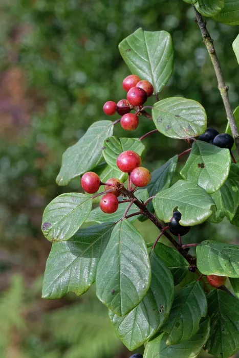Framed Print : Alder buckthorn (Frangula alnus) ripening berry cluster on a small tree on damp heathland, Devon, England, UK. September