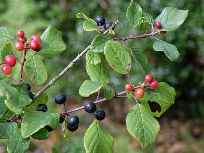 Framed Print : Alder buckthorn (Frangula alnus) ripening and ripe berry clusters on a small tree on damp heathland, Devon, England, UK. September Framed Print : Alder buckthorn (Frangula alnus) ripening and ripe berry clusters on a small tree on damp heathland, Devon, England, UK. September
