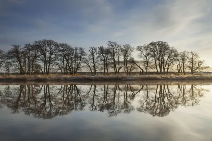 Framed Print : Alder trees (Alnus hirsuta) silhouetted and reflected in River Spey in winter, Cairngorms NP Framed Print : Alder trees (Alnus hirsuta) silhouetted and reflected in River Spey in winter, Cairngorms NP