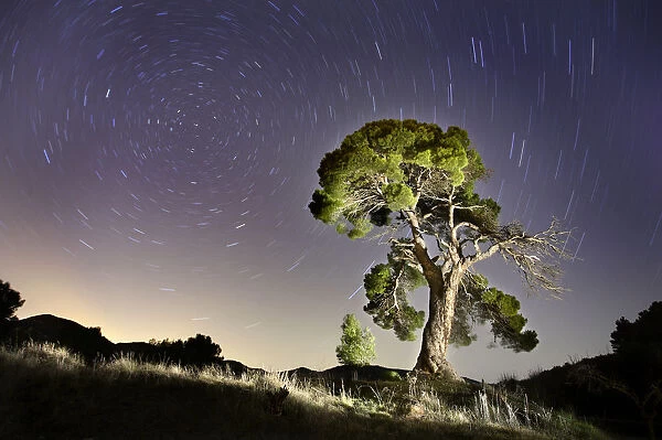 Aleppo pine tree {Pinus halepensis} photographed with long exposure at night with